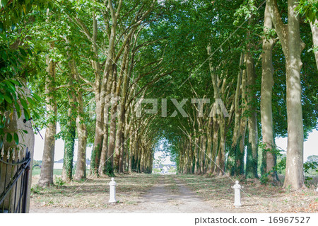 beautiful avenue old trees Loire valley France beautiful avenue old trees Loire valley France 16967527