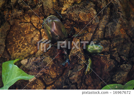 A beetle sucking native sap 16967672