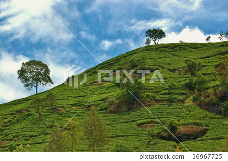 Tea field in Sri Lanka 16967725