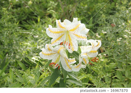  Wild lily 16967870