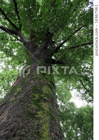 已釋放的大樹中的半獨立殼 16967961