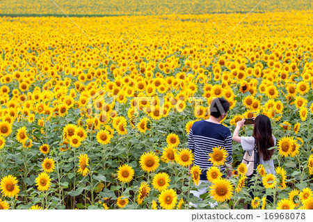 Himawari no Sato couple in Hokkaido Kitauru Town Rear View 16968078