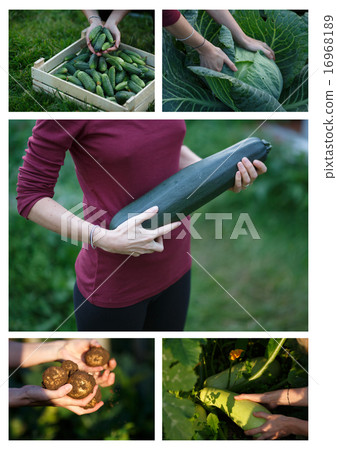 Harvest collage 16968189