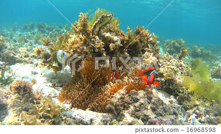 Philippine Kumanomi tropical fish 16968598