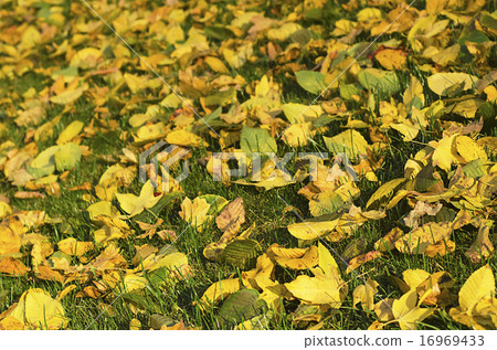 Autumn background 16969433