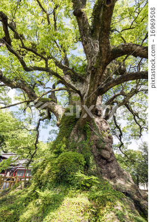 The thick trunk of Gamo's big duck and Gamushi Shrine 16969508