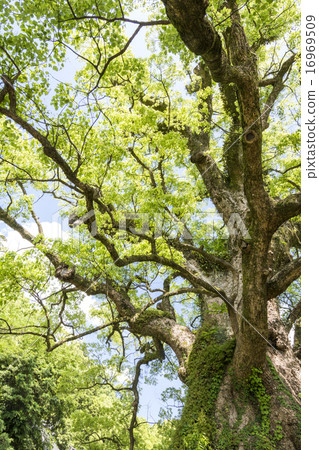 Gamo's big dead stretched out branches greatly Gamo's big dead stretched out branches greatly 16969509