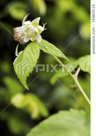 Raspberry flowers in green 16969518