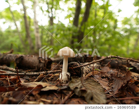 Forest mushrooms 16969589