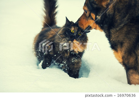 Dog and cat outdoors in snow Dog and cat outdoors in snow 16970636