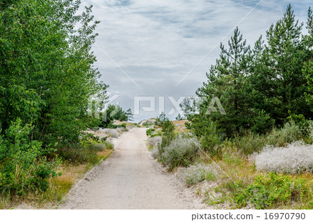 Sandy pathway to the Baltic Sea. Lithuania Sandy pathway to the Baltic Sea. Lithuania 16970790
