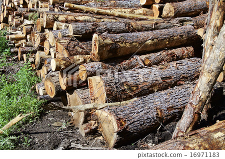 Logging of larch Logging of larch 16971183