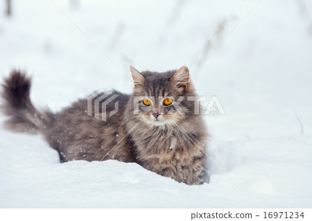 Siberian cat walking in snow Siberian cat walking in snow 16971234