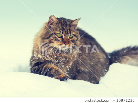 Siberian cat walking in snow Siberian cat walking in snow 16971235