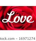 Love Roses Background 16971274
