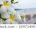 Plumeria and beach 16971400