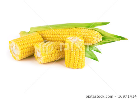corn 16971414