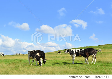 Grazing cattle 16971515