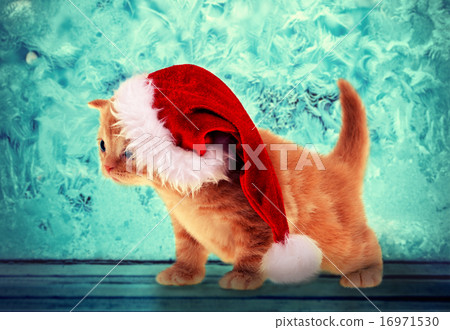 Little kitten wearing Santa hat Little kitten wearing Santa hat 16971530