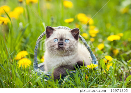 Little kitten in a basket on the grass 16971805