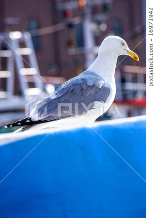 Herring gull on a blue trawler 16971942