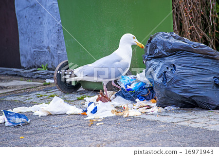 Herring gull looking for waste 16971943