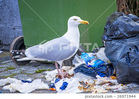 Herring gull looking for waste Herring gull looking for waste 16971944