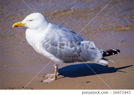 Herring gull, Larus fuscus L. Herring gull, Larus fuscus L. 16971945