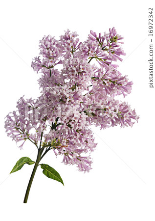 The flower lilac a wooden background The flower lilac a wooden background 16972342