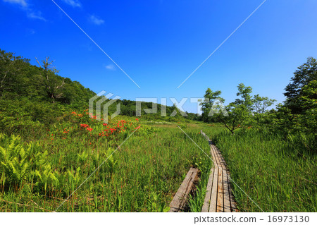 Minamitsunitsu Komagohigara 16973130