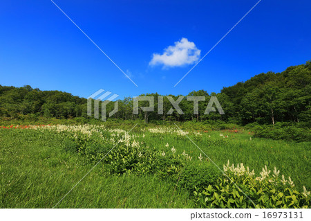 Minamitsunitsu Komagohigara 16973131