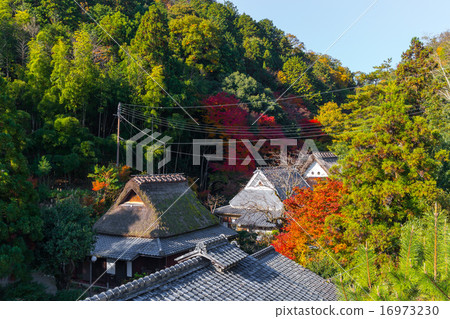 佐賀鳥居的秋葉 16973230