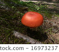 mushroom 16973237