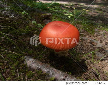 mushroom mushroom 16973237