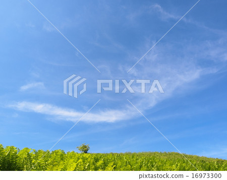 blue sky and white clouds blue sky and white clouds 16973300