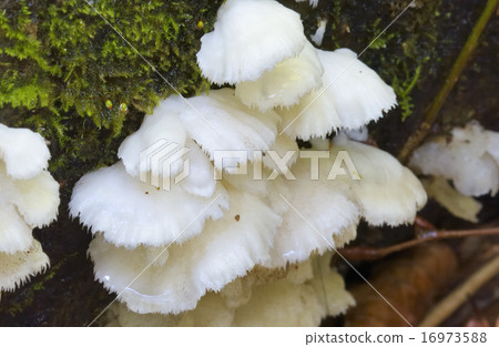 Bunaharitake 16973588