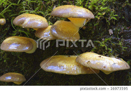 Mukitake Mukitake 16973595