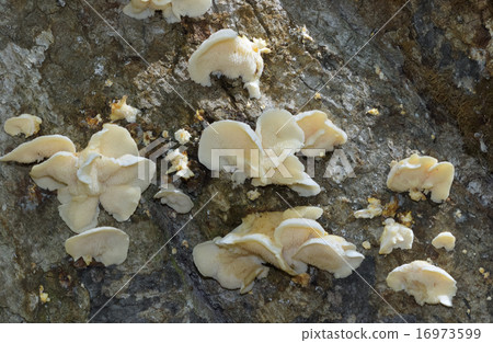 Bunaharitake 16973599