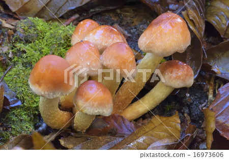 Kuritake Kuritake 16973606
