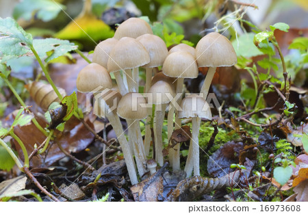 Forest mushrooms 16973608