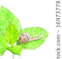 Snail 16973778
