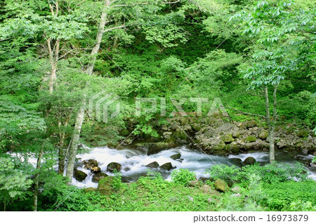 A beautiful and pure flow of Yukawa flowing through the mountains of Shinshu Shirahone hot spring 16973879