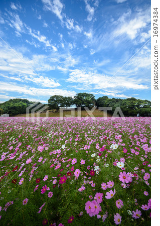 Cosmos field @ Sasebo municipal exhibition Haikyo 16974384