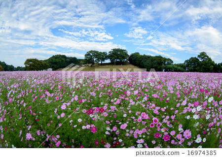 Cosmos field @ Sasebo municipal exhibition Haikyo 16974385
