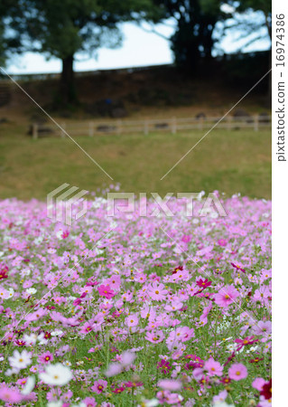 Cosmos field @ Sasebo市政展Haikyo Cosmos field @ Sasebo市政展Haikyo 16974386