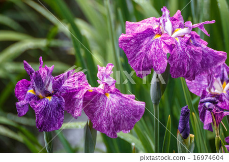 Iris 16974604
