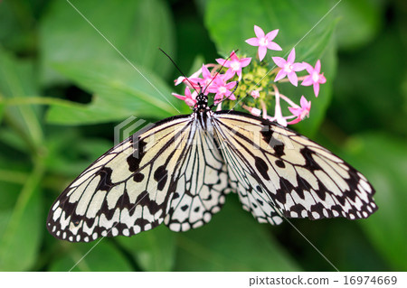 A paradise of a butterfly A paradise of a butterfly 16974669