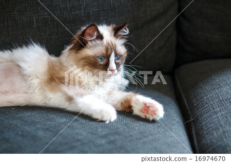 Cat's portrait 16974670