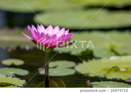 睡蓮 16974718