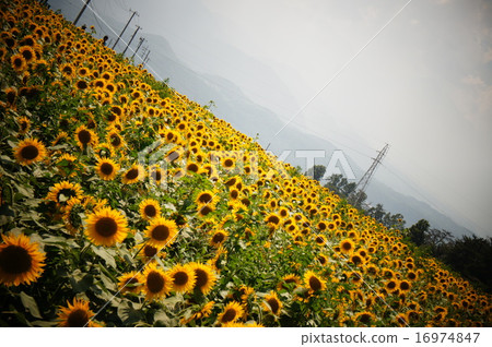 Sunflower field Sunflower field 16974847